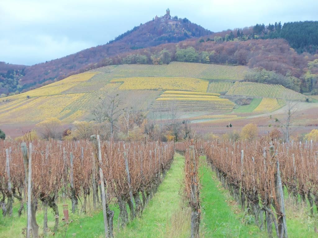 Apartment Route Du Vin Centre Alsace Orschwiller Habitación foto