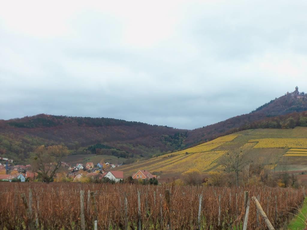 Apartment Route Du Vin Centre Alsace Orschwiller Habitación foto